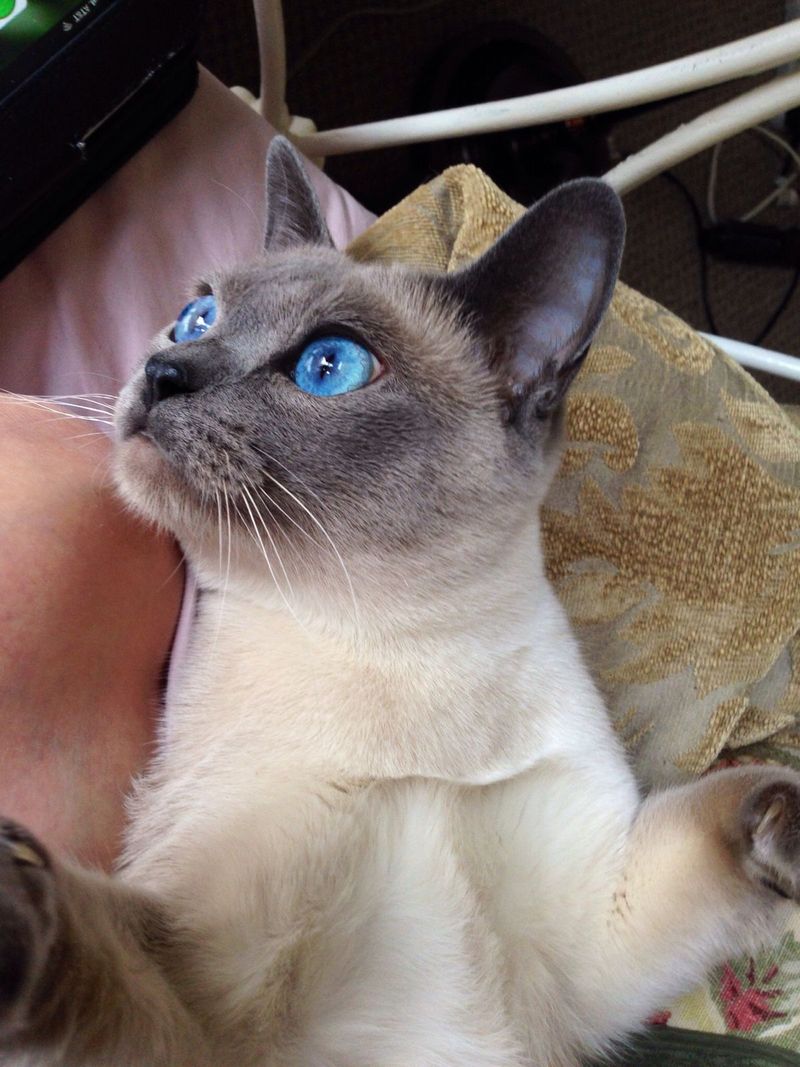 Tonkinese Cat