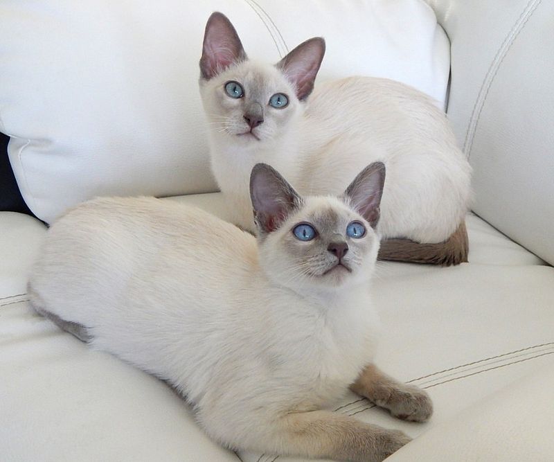 Tonkinese Cats