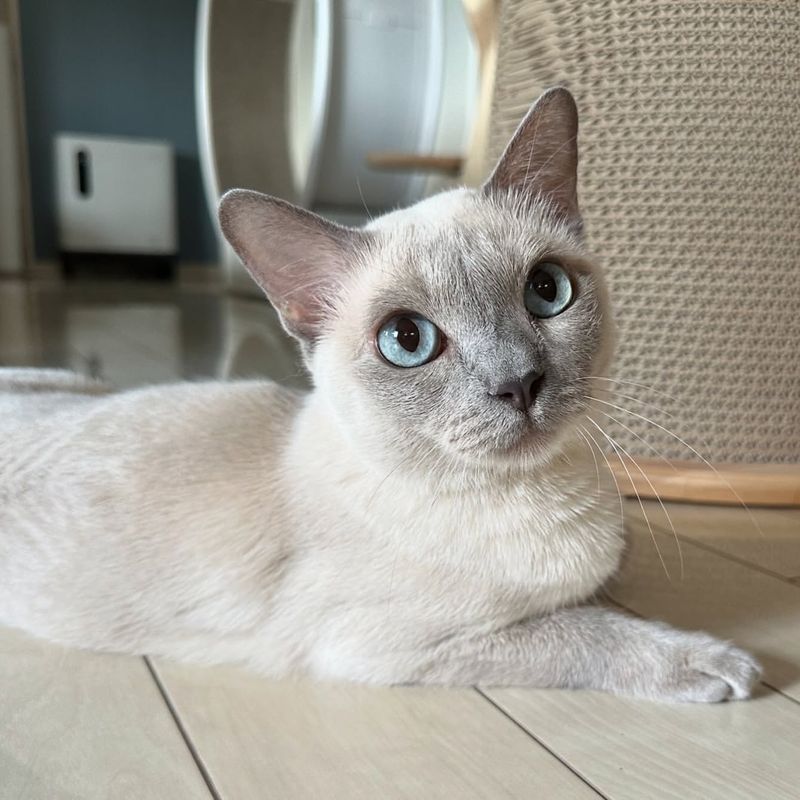 Tonkinese