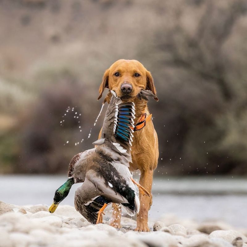 Top 10 Bird Dog Breeds Every Avid Hunter Needs by Their Side for the Ultimate Outdoor Experience