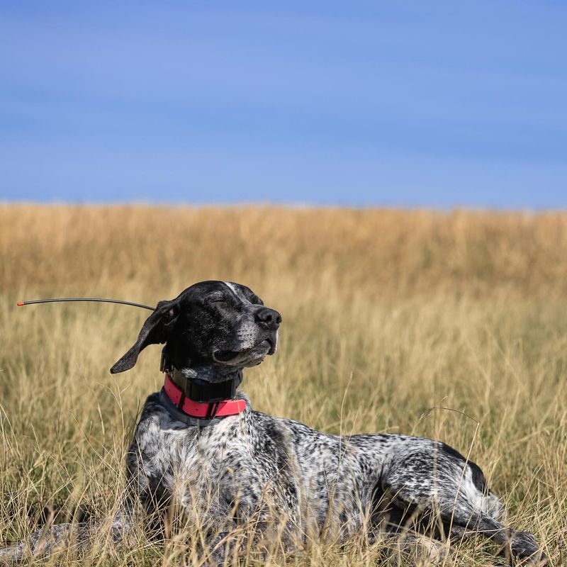 Top 10 Bird Dog Breeds Every Avid Hunter Needs by Their Side for the Ultimate Outdoor Experience