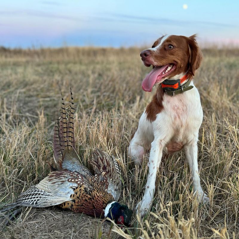 Top 10 Bird Dog Breeds Every Avid Hunter Needs by Their Side for the Ultimate Outdoor Experience