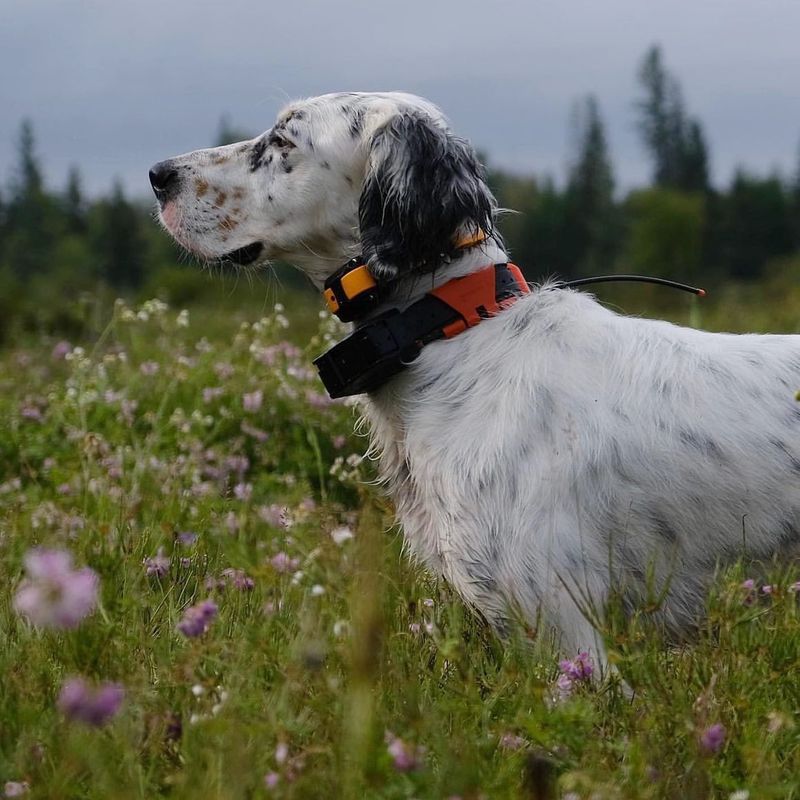 Top 10 Bird Dog Breeds Every Avid Hunter Needs by Their Side for the Ultimate Outdoor Experience