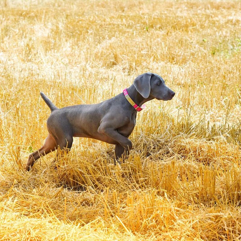 Top 10 Bird Dog Breeds Every Avid Hunter Needs by Their Side for the Ultimate Outdoor Experience