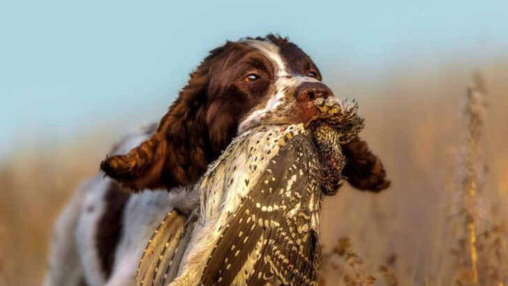 Top 10 Bird Dog Breeds Every Avid Hunter Needs by Their Side for the Ultimate Outdoor Experience