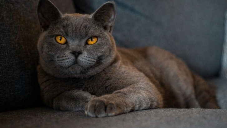 Top 15 Largest Domestic Cats by Weight—Which One Takes the Crown?