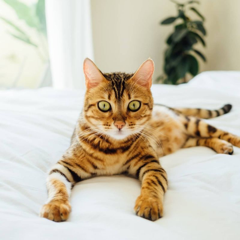 Toyger