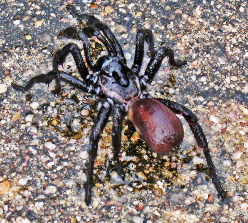 Trapdoor Spider