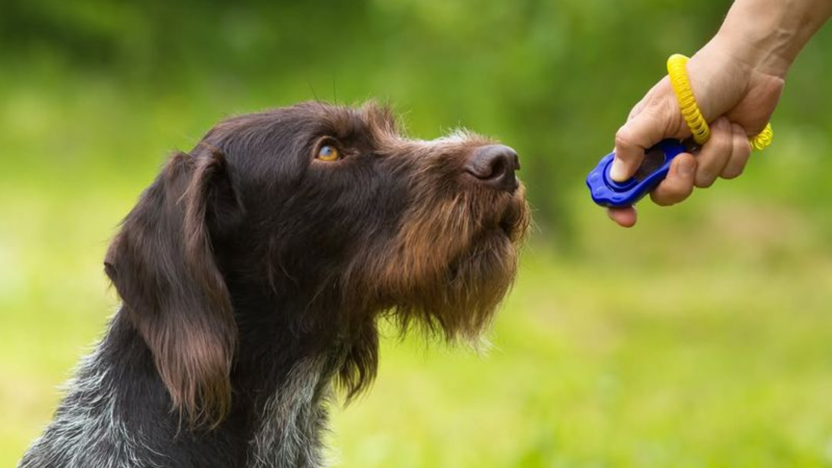 Try These 10 Fun Ways to Boost Your Dog’s Brainpower