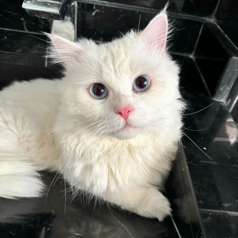 Turkish Angora