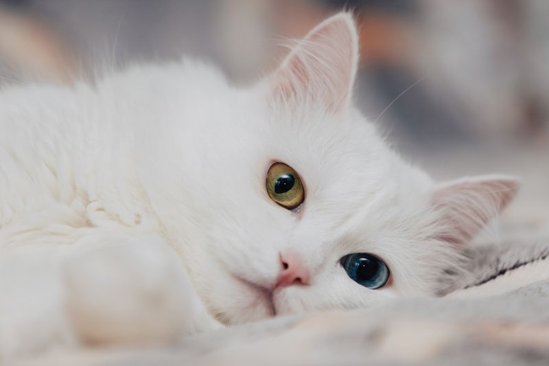 Turkish Angora