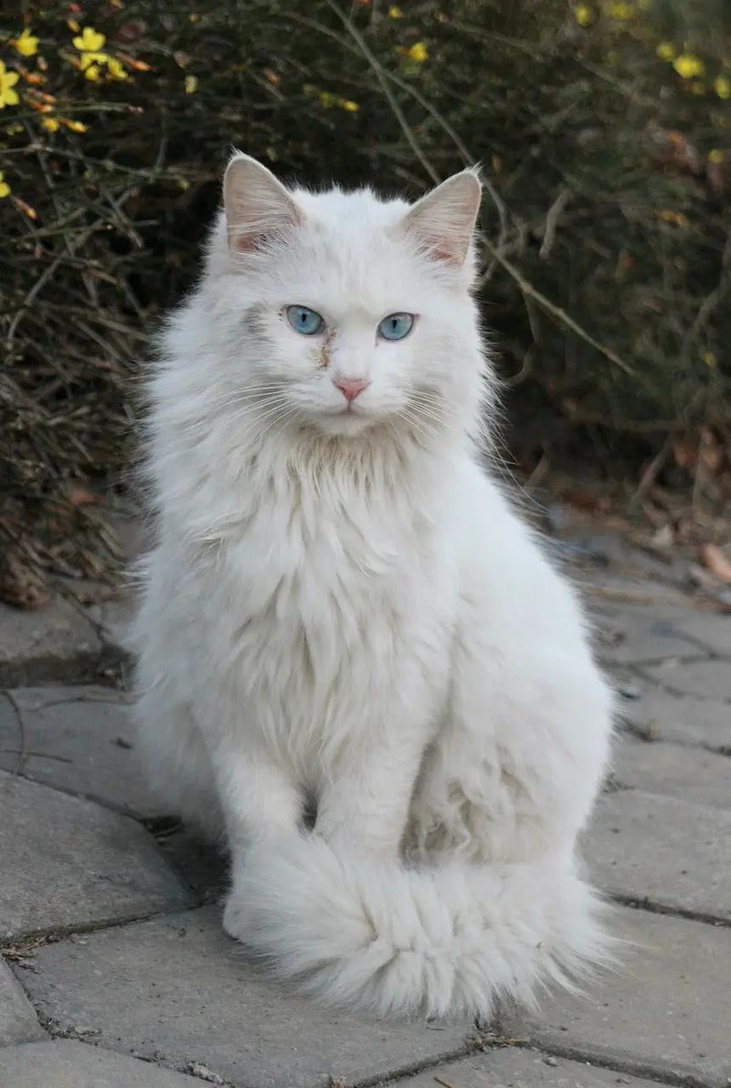 Turkish Angora