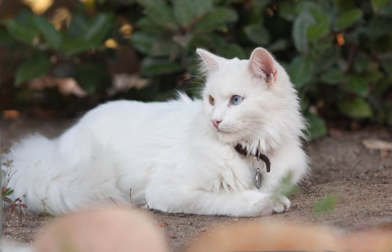 Turkish Angora