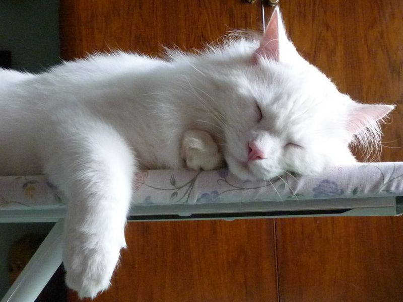 Turkish Angora