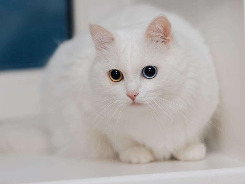 Turkish Angora