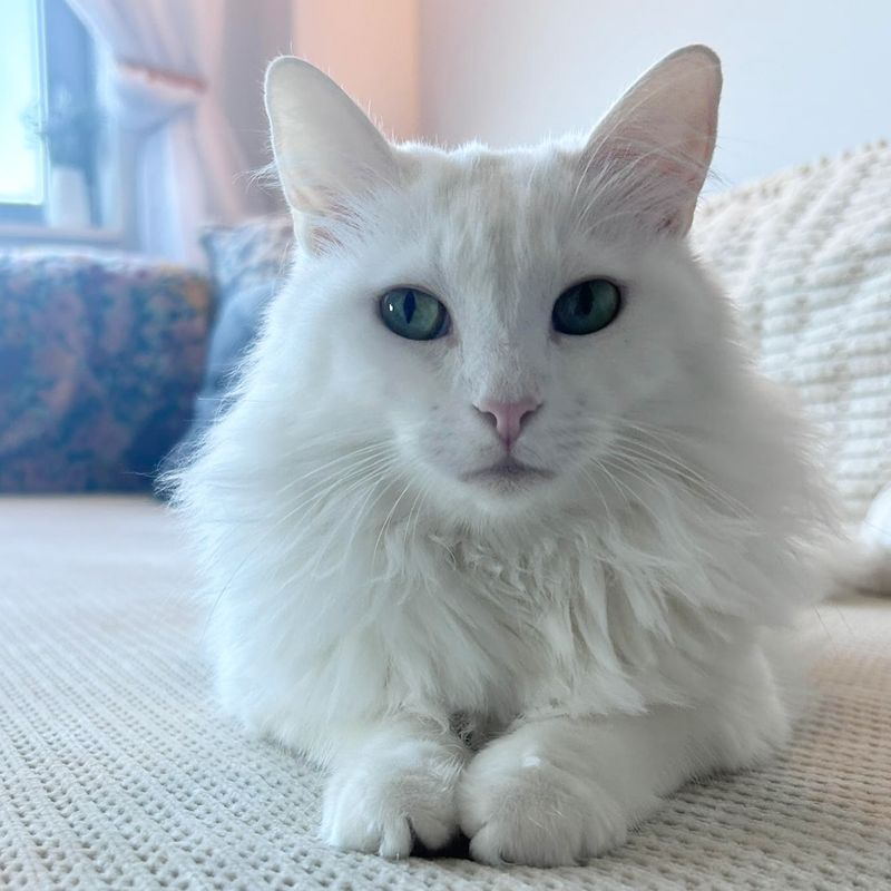 Turkish Angora