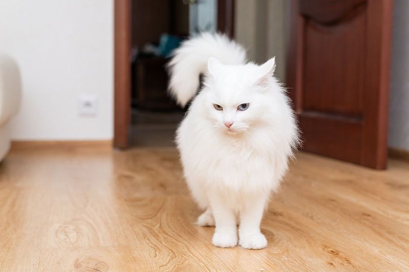 Turkish Angora