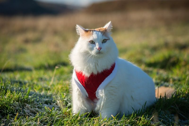 Turkish Van