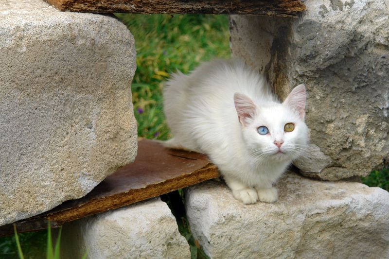 Turkish Van