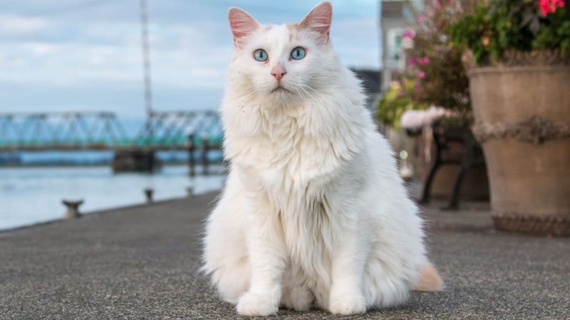 Turkish Van