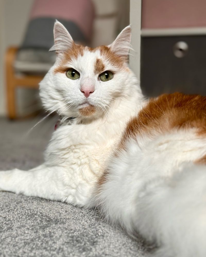 Turkish Van