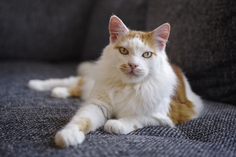 Turkish Van: Adventurous and Loyal