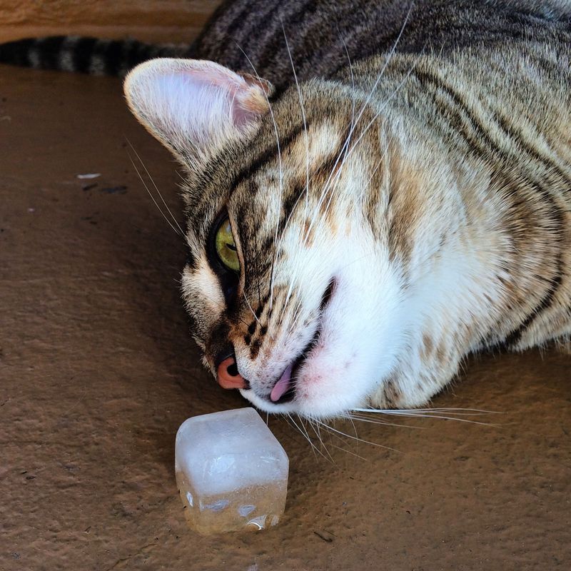 Use Ice Cubes for Play