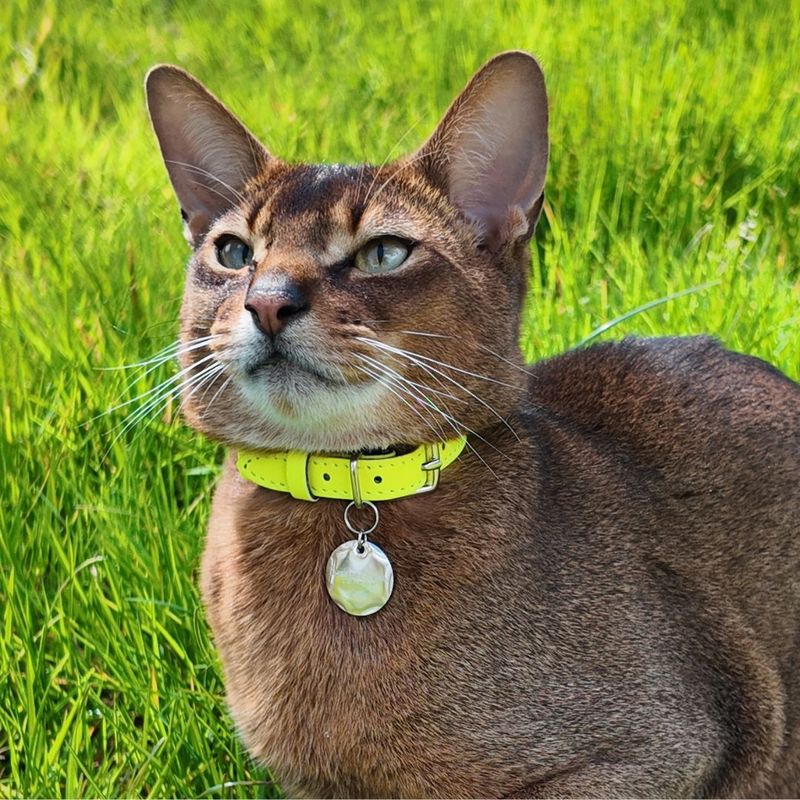 Use Reflective Collars