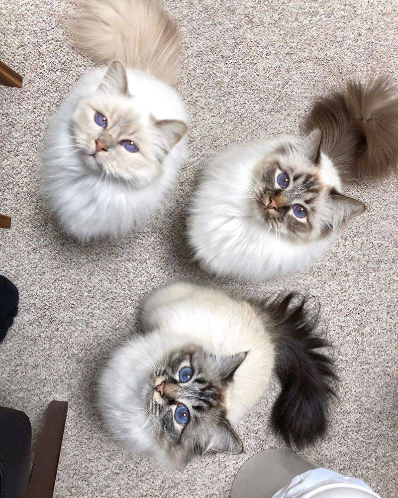 16 Things That Makes Ragdoll Cats the Best Lap Cats for a Cozy Night In