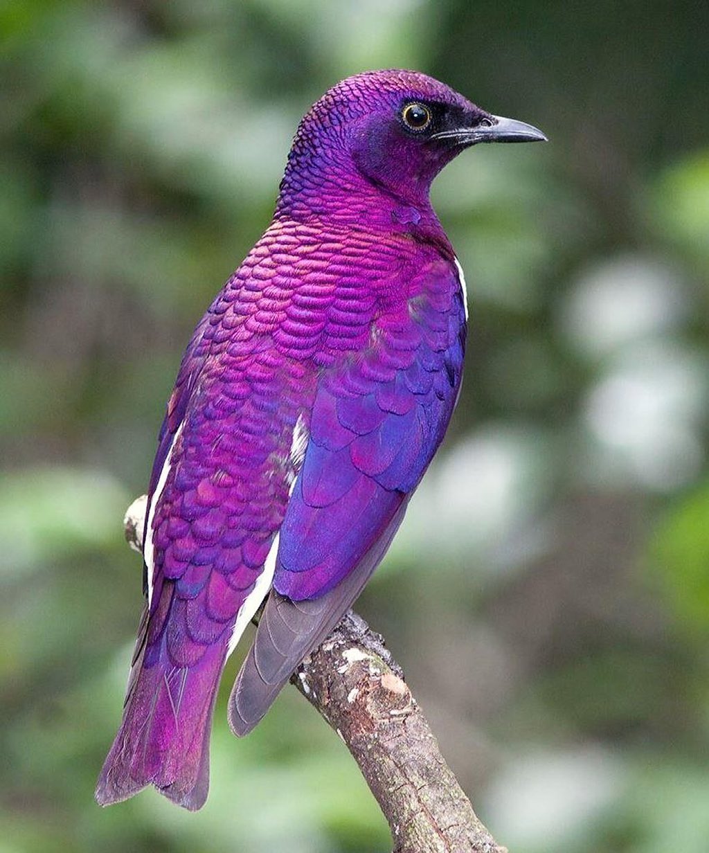 10 Stunning Purple Birds from Around the World That Will Leave You in Awe