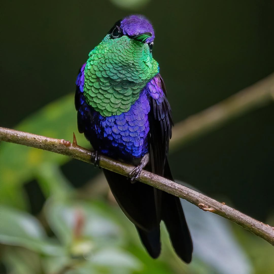 10 Stunning Purple Birds from Around the World That Will Leave You in Awe