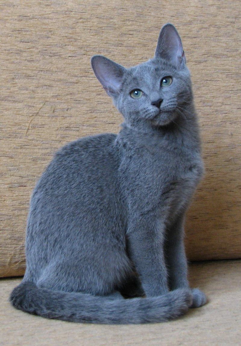 Virgo: Russian Blue