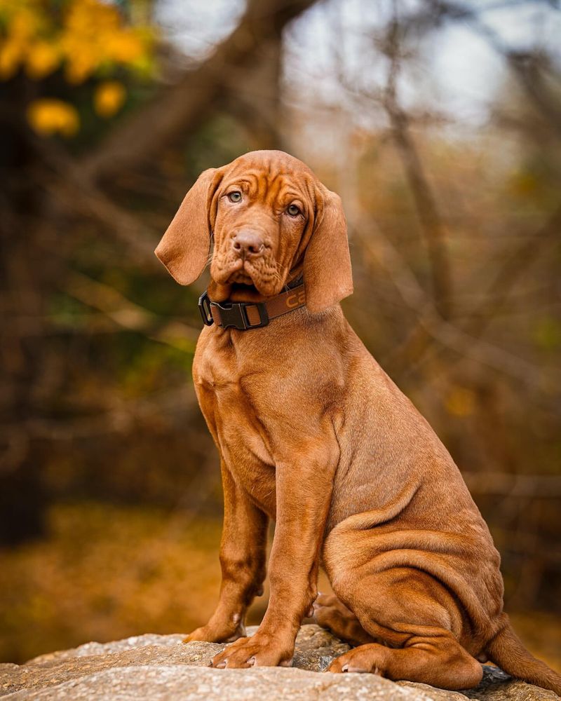 Vizsla