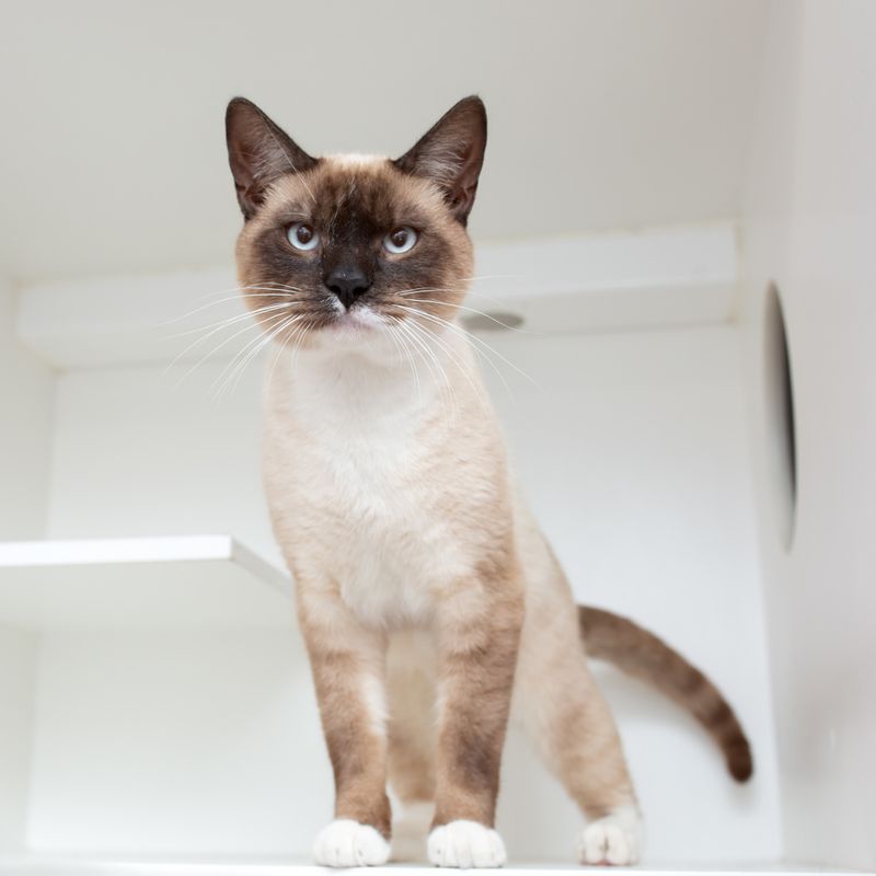 Want a Budget-Friendly Feline Friend? Here Are the 10 Most Affordable Cat Breeds