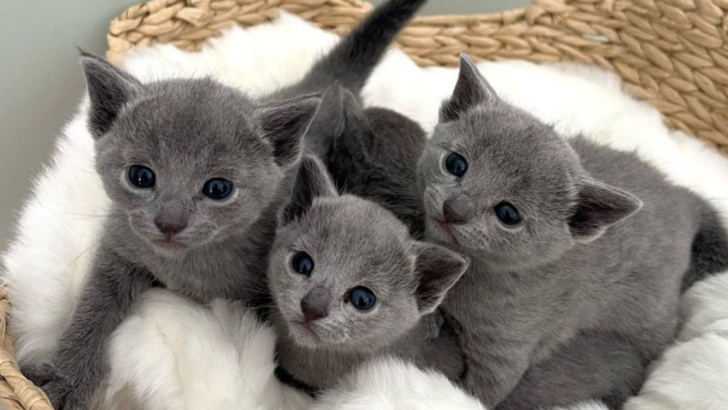 Want a Budget-Friendly Feline Friend? Here Are the 10 Most Affordable Cat Breeds