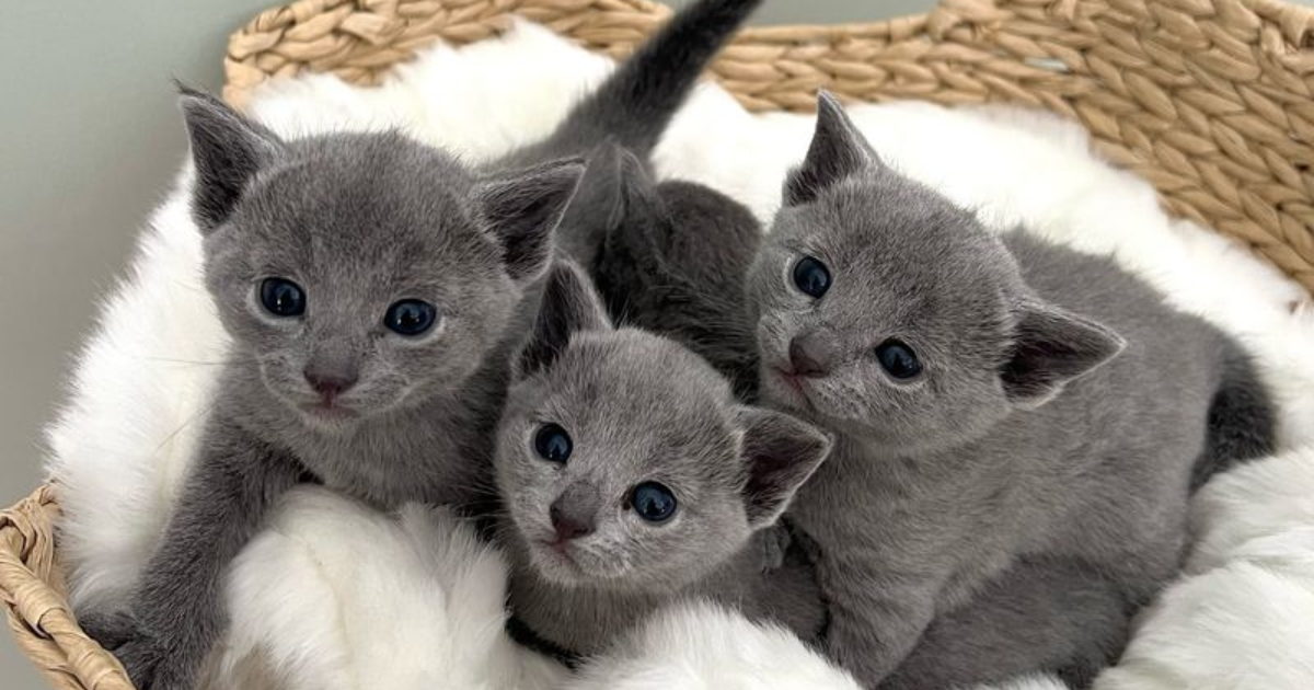 Want a Budget-Friendly Feline Friend Here Are the 10 Most Affordable Cat Breeds