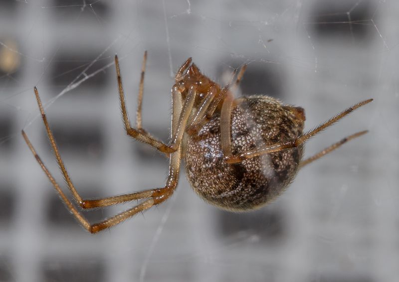 Watch Your Corners – Experts Reveal the 10 Most Common House Spiders