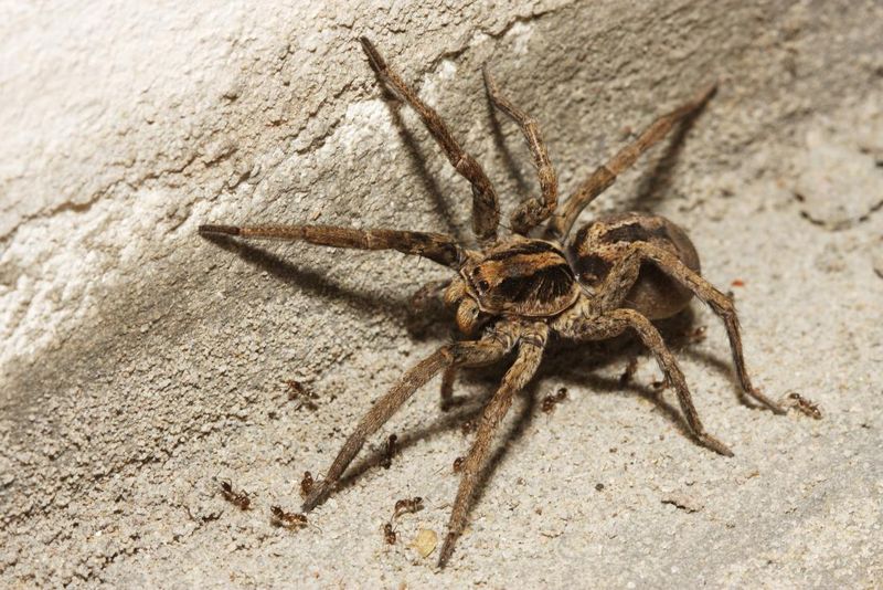 Watch Your Corners – Experts Reveal the 10 Most Common House Spiders