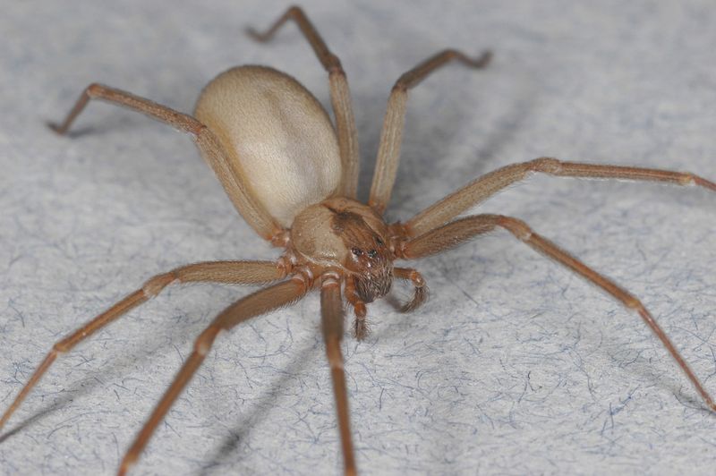 Watch Your Corners – Experts Reveal the 10 Most Common House Spiders