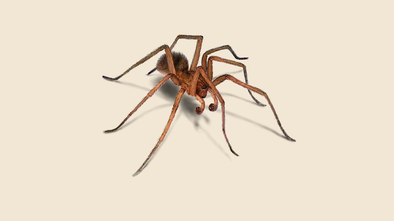 Watch Your Corners – Experts Reveal the 10 Most Common House Spiders