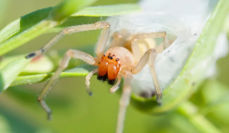 Watch Your Corners – Experts Reveal the 10 Most Common House Spiders