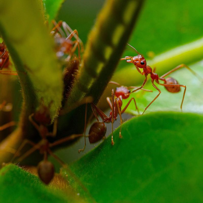 Watch Your Step: 12 Lethal Animals That Could Be Hiding in Your Backyard