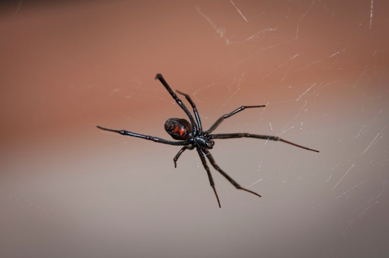 Watch Your Step: 12 Lethal Animals That Could Be Hiding in Your Backyard