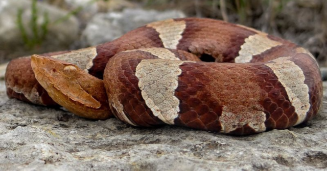 Watch Your Step 12 Lethal Animals That Could Be Hiding in Your Backyard