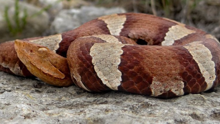 Watch Your Step: 12 Lethal Animals That Could Be Hiding in Your Backyard