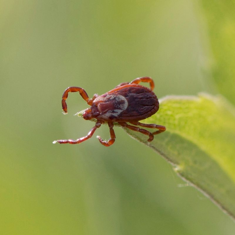 Watch Your Step: 12 Lethal Animals That Could Be Hiding in Your Backyard