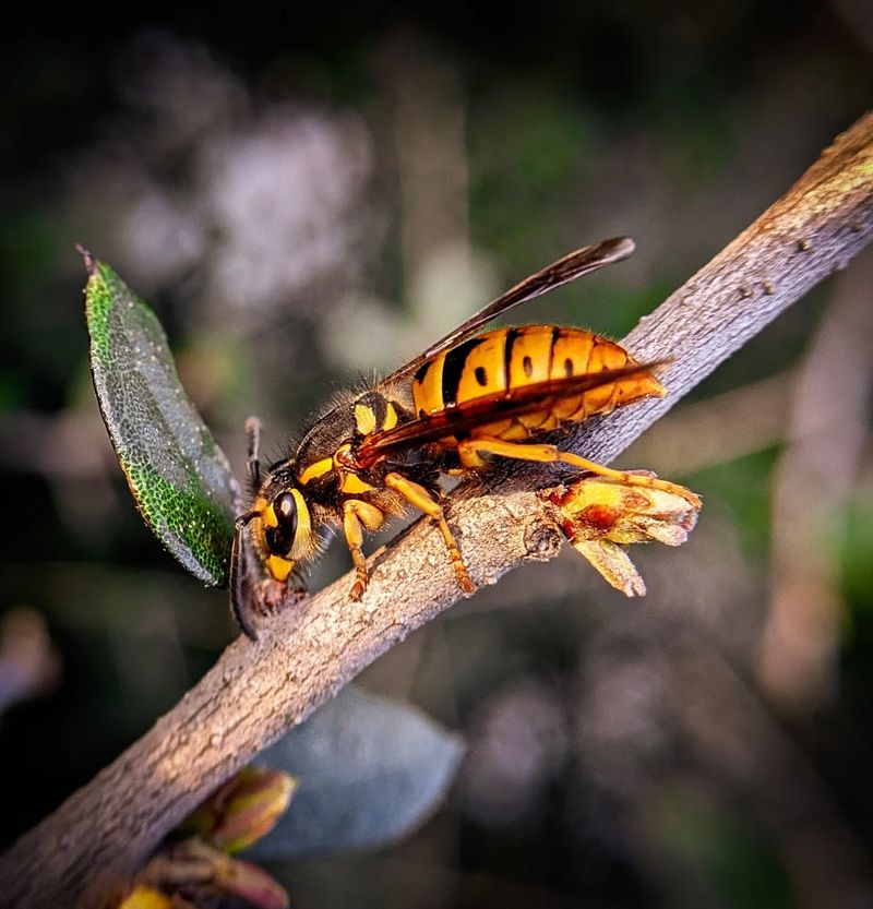 Watch Your Step: 12 Lethal Animals That Could Be Hiding in Your Backyard