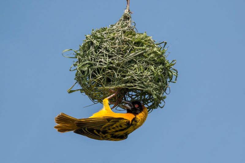 Weaver Birds