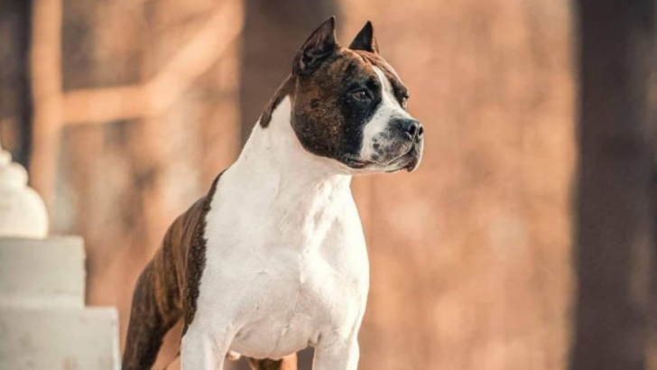 Weighing All the Pros and Cons of Owning an American Staffordshire Terrier