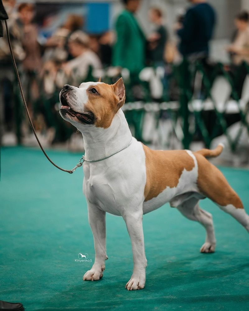 Weighing All the Pros and Cons of Owning an American Staffordshire Terrier